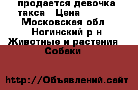 продается девочка такса › Цена ­ 3 000 - Московская обл., Ногинский р-н Животные и растения » Собаки   